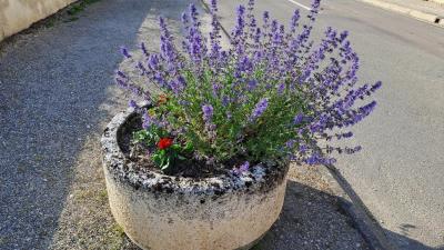 fleurs